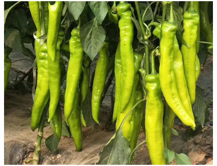 金香玉辣椒种子黄椒彩椒羊角椒种籽香辣可口春季四季蔬菜种孑