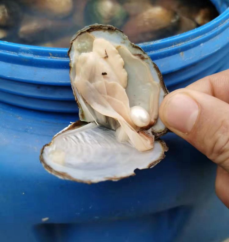 商品描述材质珍珠蚌是否进口否颜色混色鉴定证书无证