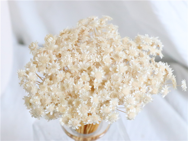 ins风永生小蜡菊文艺小清新雏菊插花干花花束拍摄道具diy花材批发