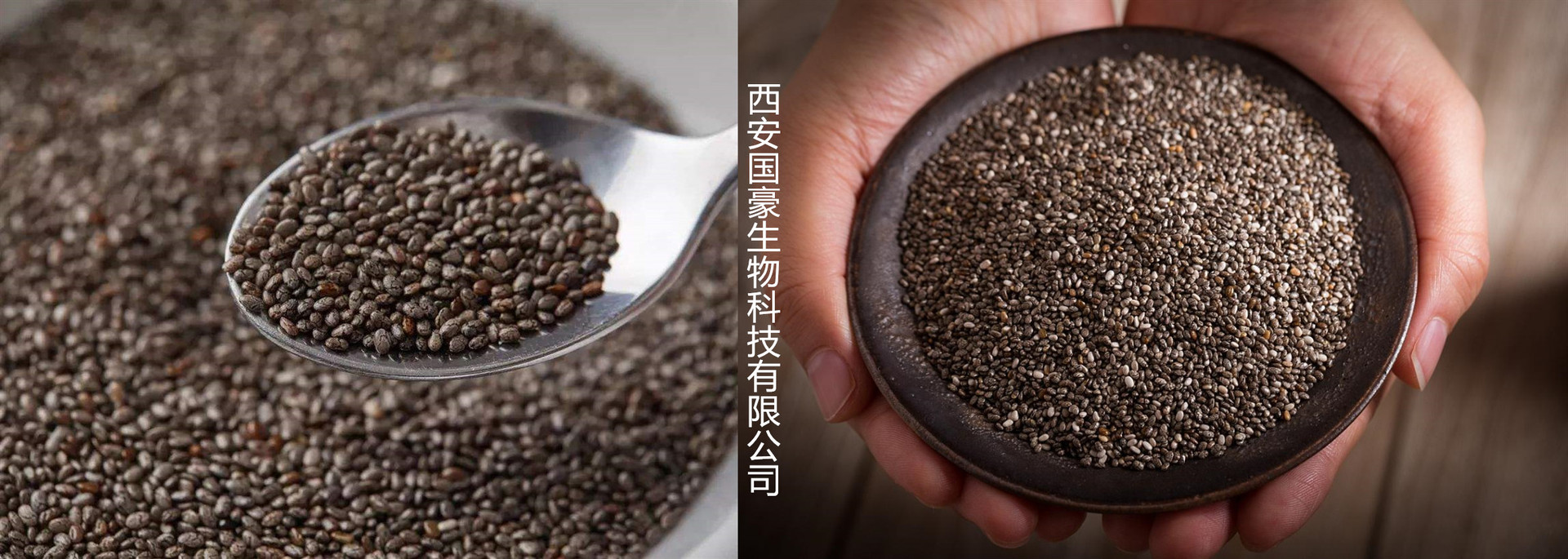 奇亚籽提取物10:1 水溶粉 浸膏 500克