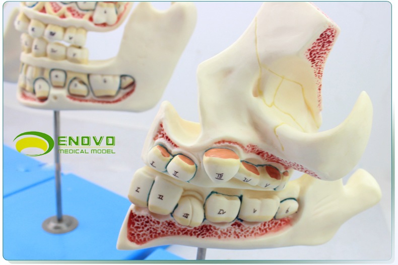 enovo颐诺儿童牙列与颌骨发育模型乳牙恒牙幼儿口腔牙齿保健模型