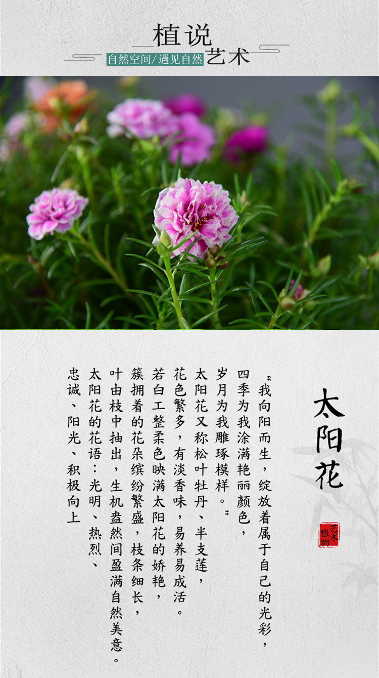 太阳花苗四季花盆栽庭院室内外阳台绿化带植物花卉松叶牡丹半枝莲