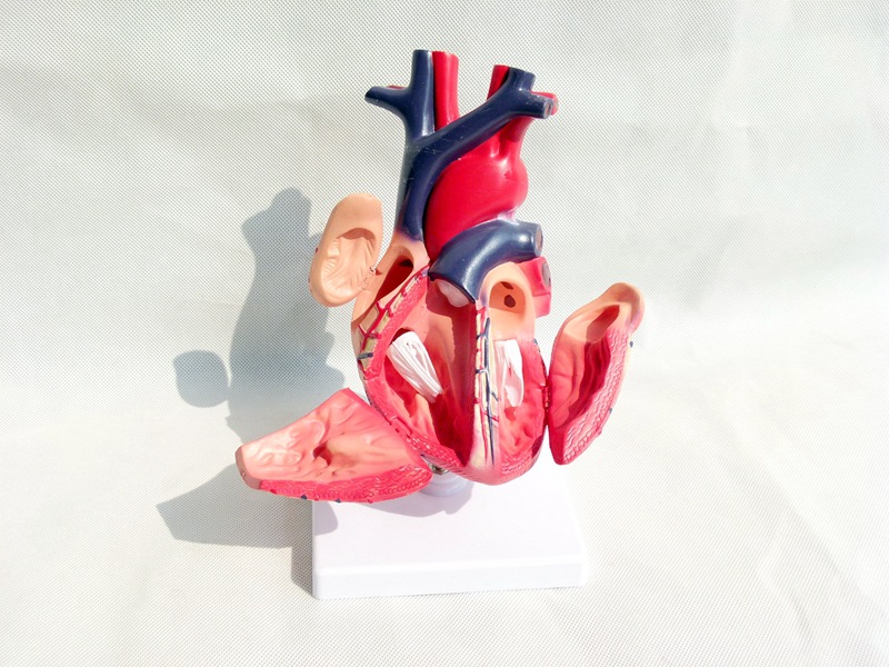 1:1标准人体心脏模型解剖可拆卸教学模型仿真自然大心脏模型医学