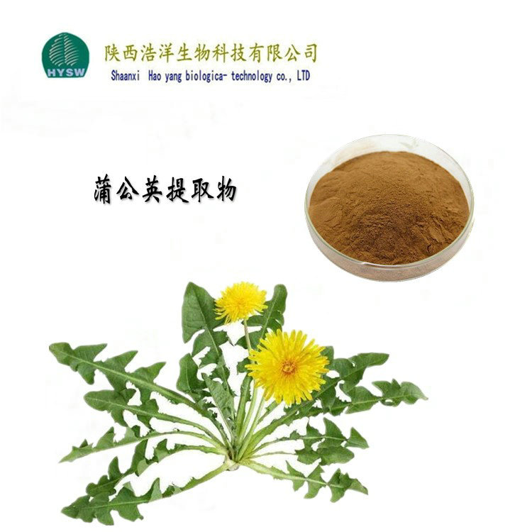 蒲公英的功效作用萃取喷雾蒲公英黄酮蒲公英提取物源头销售