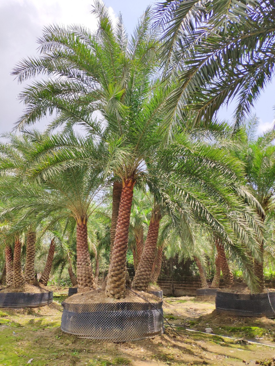 904基地直销 多杆中东海枣 3-5米精品四杆 丛生银海枣-阿里巴巴