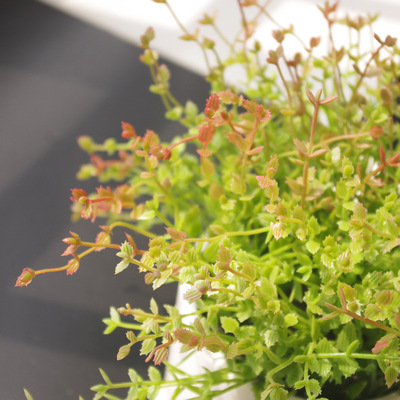 追【跳舞草】仿真盆栽创意装饰摆件假花绿植客厅餐厅书房搁板