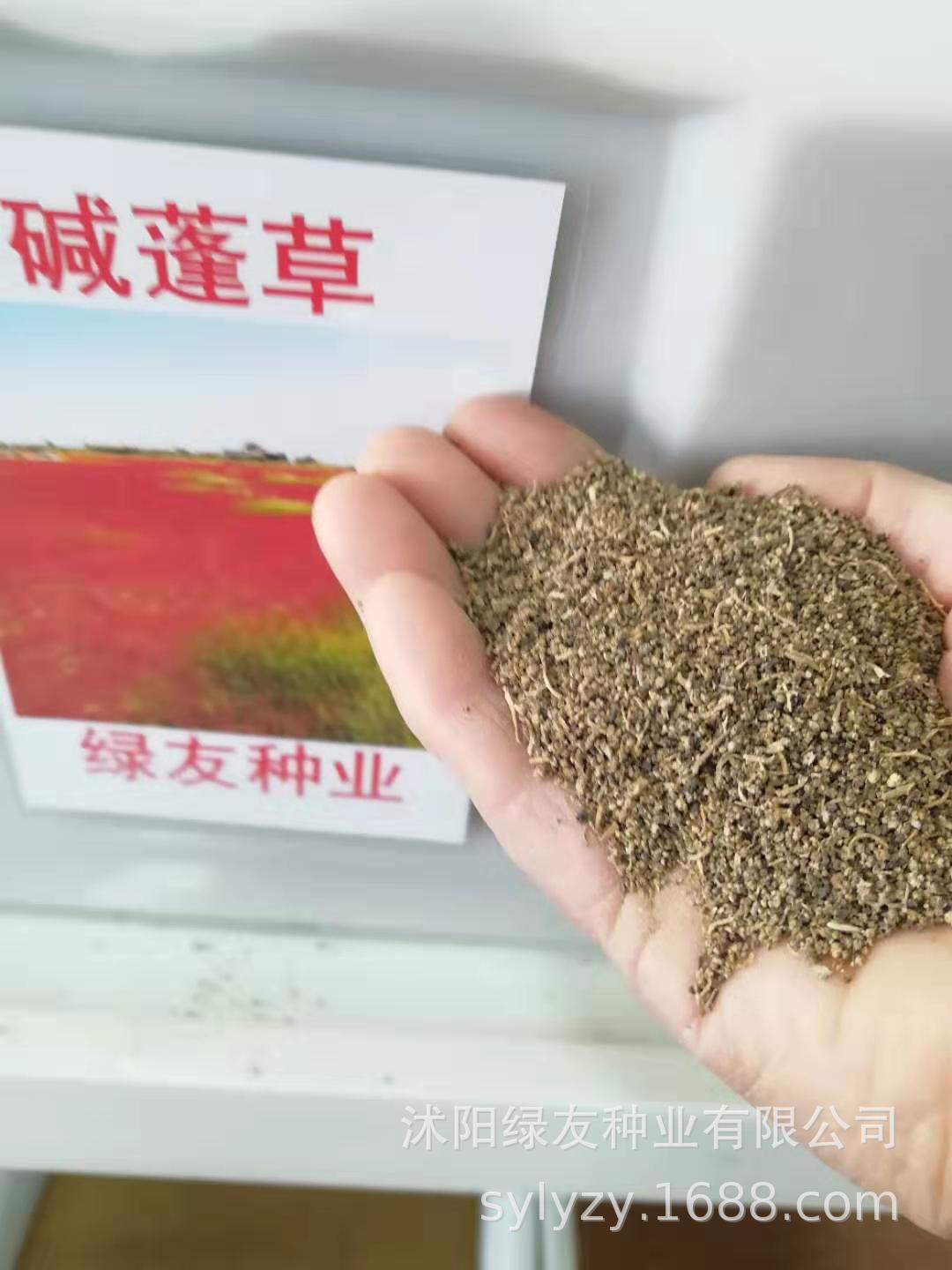 碱蓬草碱蓬翅碱蓬草籽种子种子批发