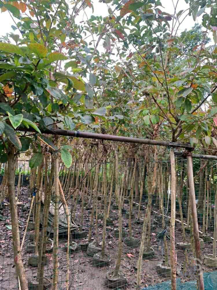 903供应大叶紫薇45cm袋苗大花紫薇