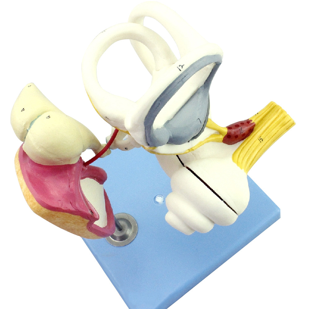 人体内耳迷路听小骨鼓膜耳蜗模型 耳鼻喉科医患沟通教具