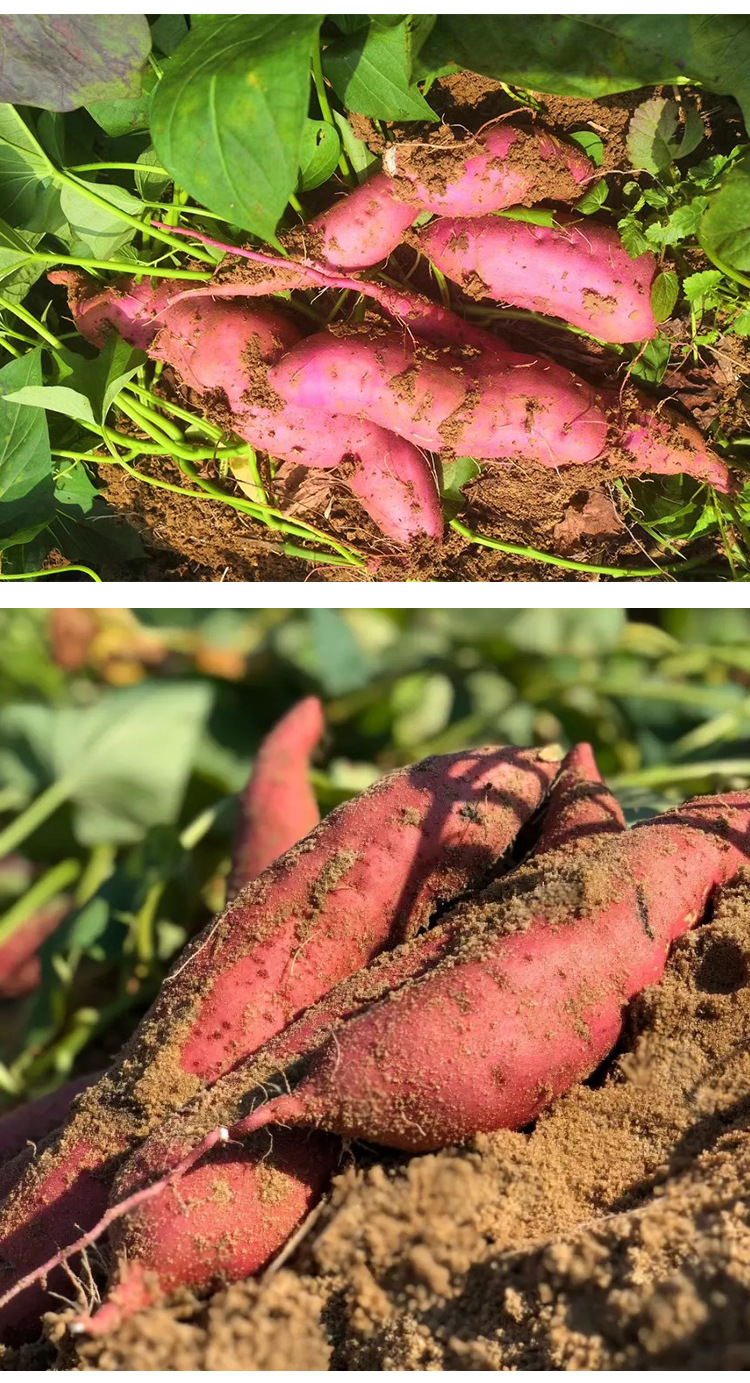 宜昌红薯西瓜红蜜薯红心地瓜新鲜生红蜜薯现挖现发新鲜5/10斤包邮