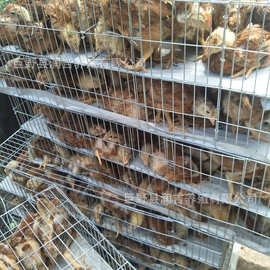 海兰白蛋鸡 红玉鸡苗 九斤红鸡 大红公鸡鸡苗