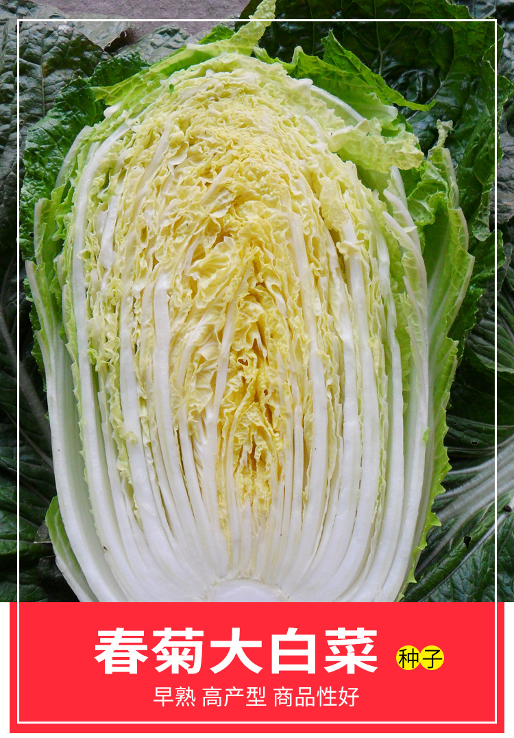 春菊大白菜种子早熟黄心白菜春秋种植耐寒耐抽苔大田反季节蔬菜孑