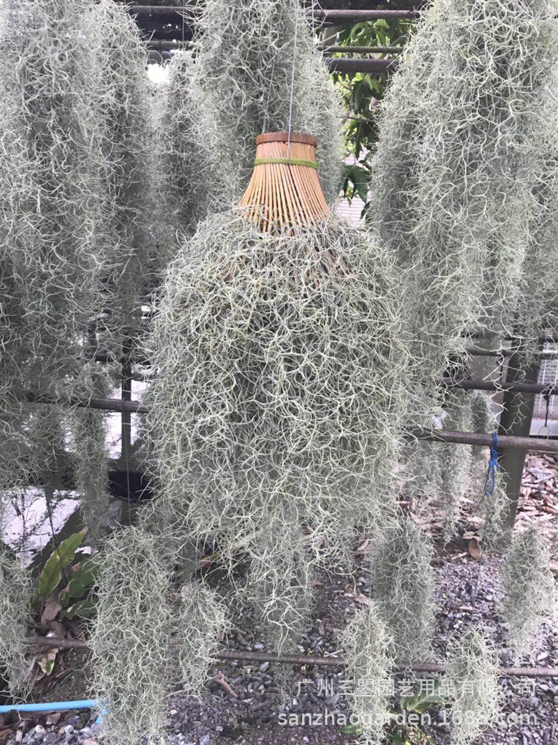 空气凤梨 老人须空气草农场出货品质保证按重量批发质量求生存