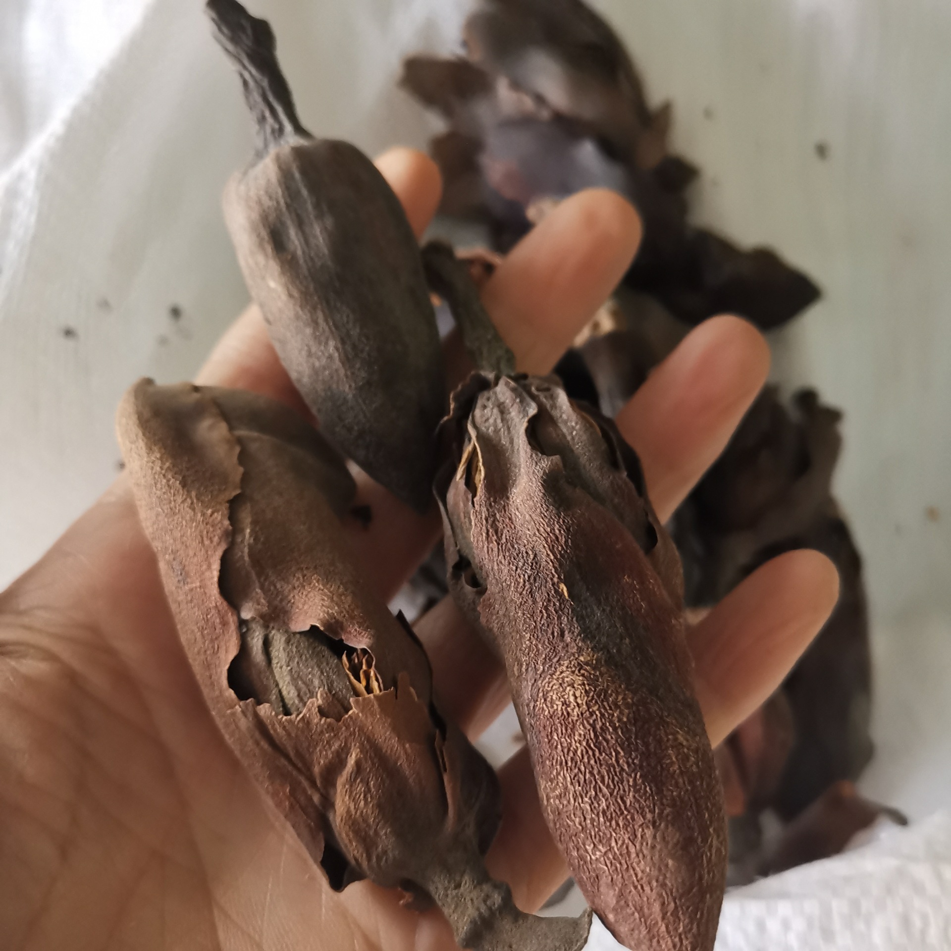 大货供应川厚朴 大卷紫油厚朴 紫油朴 温朴厚朴花川朴花 量大从优