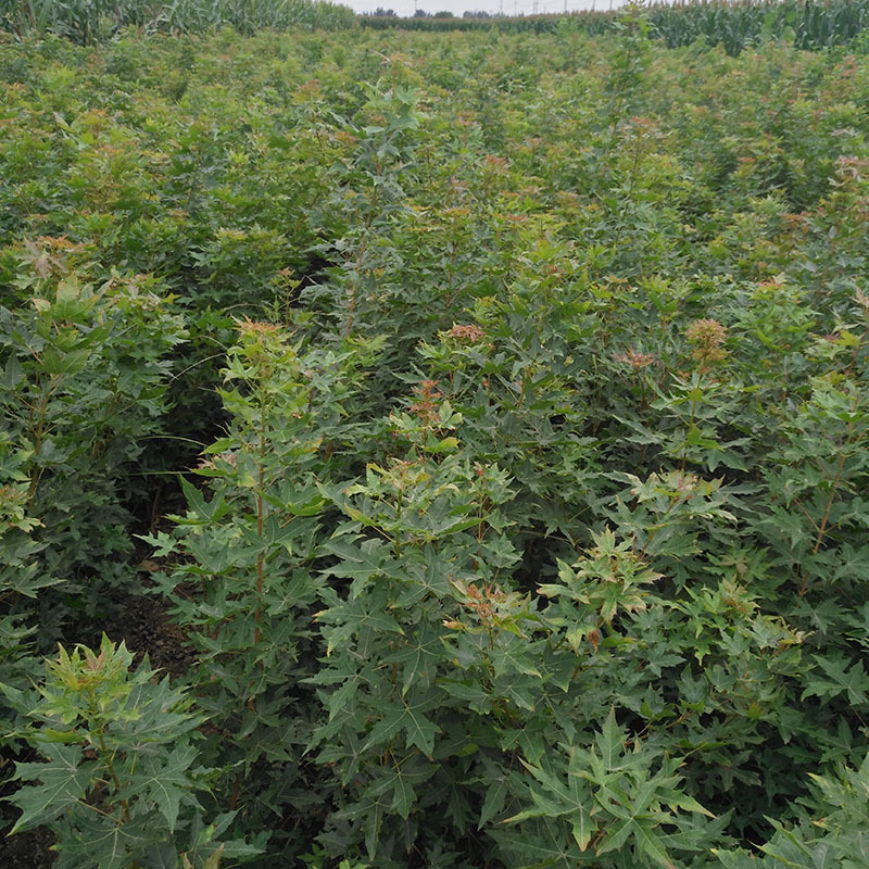 批发1至3公分五角枫树苗观赏行道风景五角枫树工程绿化苗木五角槭-阿