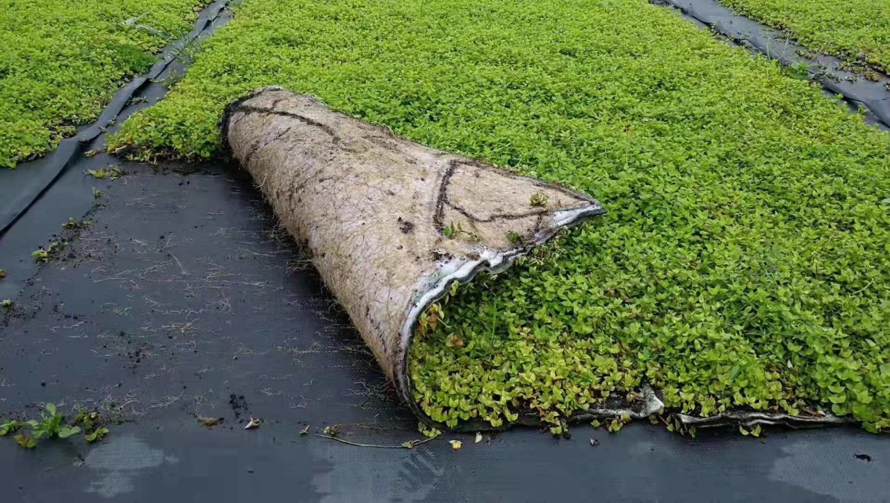 907基地供应 铺地锦竹草 盘苗 锦竹草 草卷 草皮 屋顶绿化 植物墙
