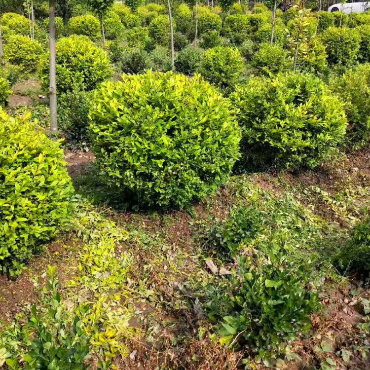 供应绿化树水蜡球/小区绿化点缀耐寒灌木金叶水蜡球批发-阿里巴巴