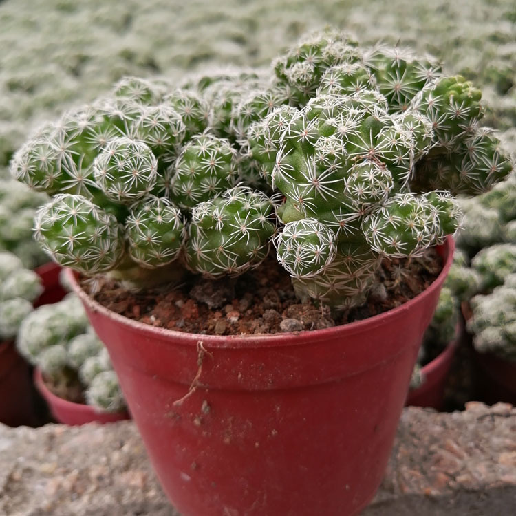 多肉植物批发 大白鸟银手指 裸根中棵一盆3棵花卉盆栽绿植园艺