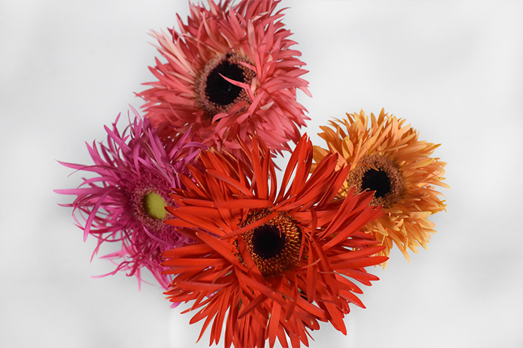 【拉丝弗朗20支】昆明鲜花批发 插花植物弗朗鲜切花 呈贡基地直供