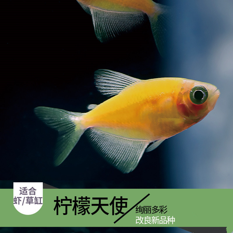 黄柠檬天使鱼活体热带观赏鱼水族世界小型宠物鱼运输包活