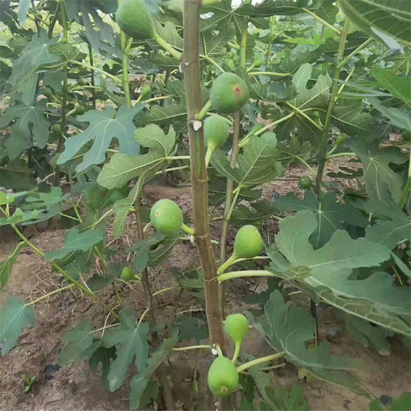 现货销售无花果苗 一年生无花果苗 品种 规格多样无花果苗