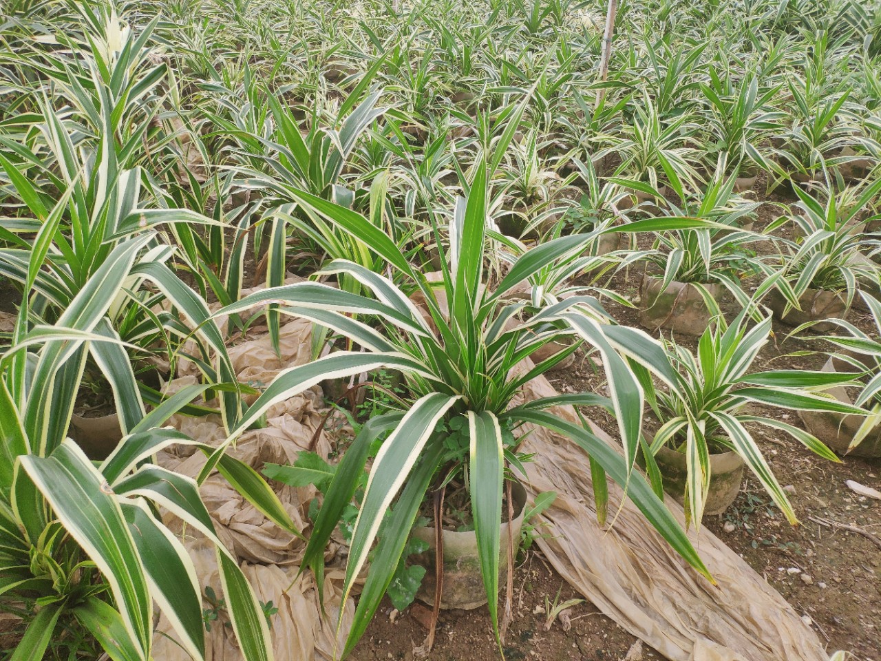 5-1.5米高袋苗 斑叶 金边露兜