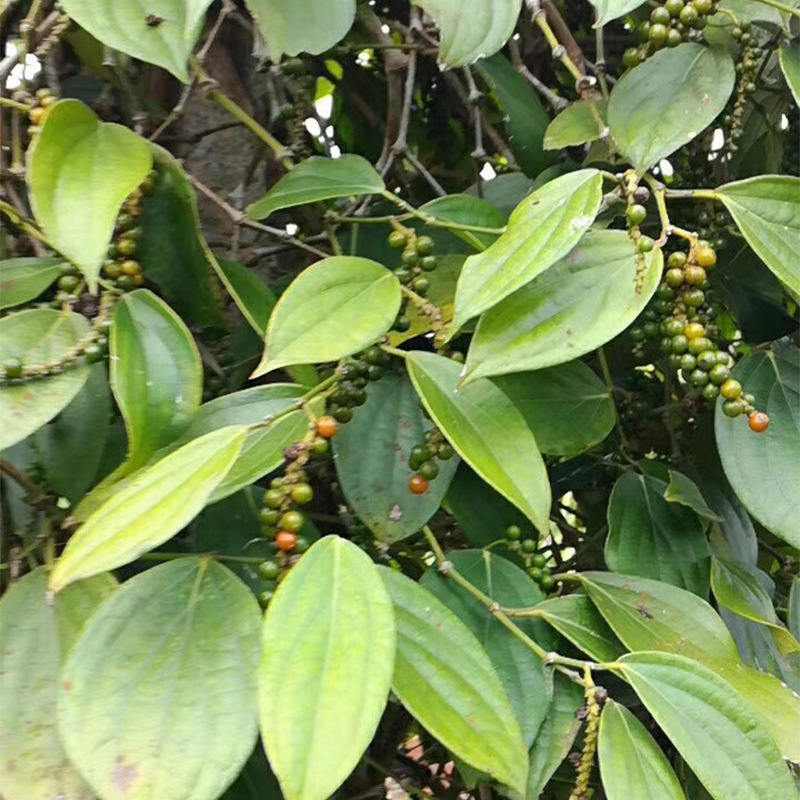 海南白胡椒500g干货现货批发白胡椒可磨粉调味料香料大全