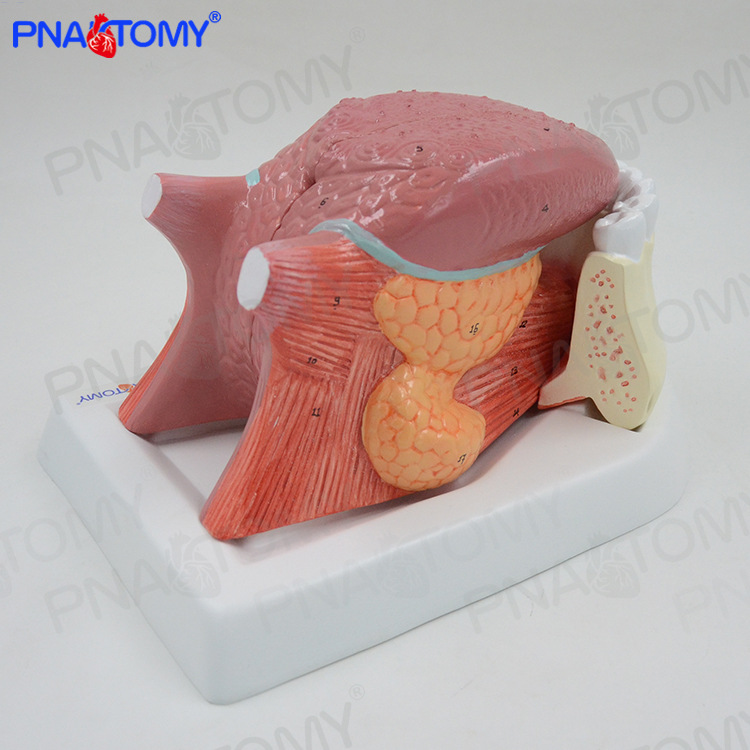 仿真人体舌头舌牙模型口腔肌肉解剖模型医学口腔科消化内科标本