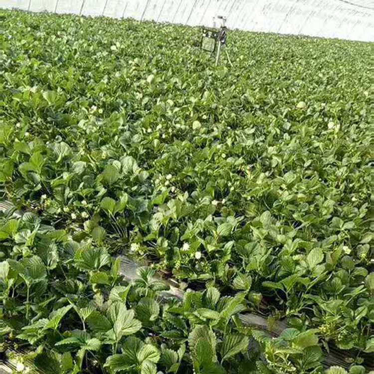 基地直销草莓苗品种齐全优质果苗现挖现卖带芽发货南北方果苗盆栽