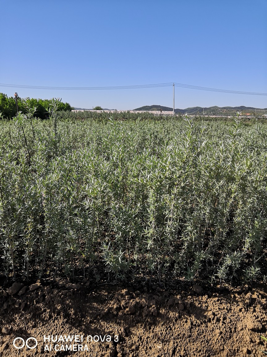 鼎盛苗圃批发沙棘苗,沙棘小苗,沙棘多年苗.