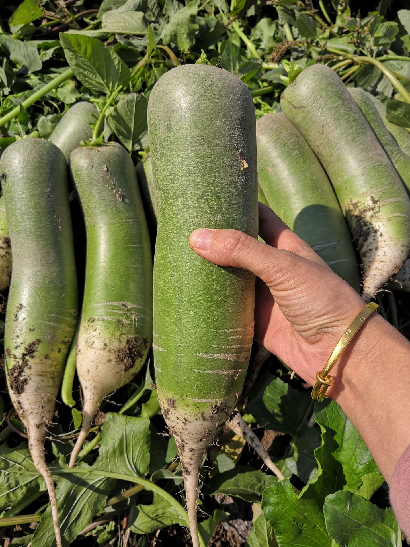 水果型萝卜 潍坊青萝卜 3斤5斤9斤 微甜微辣 脆甜 沙窝萝卜