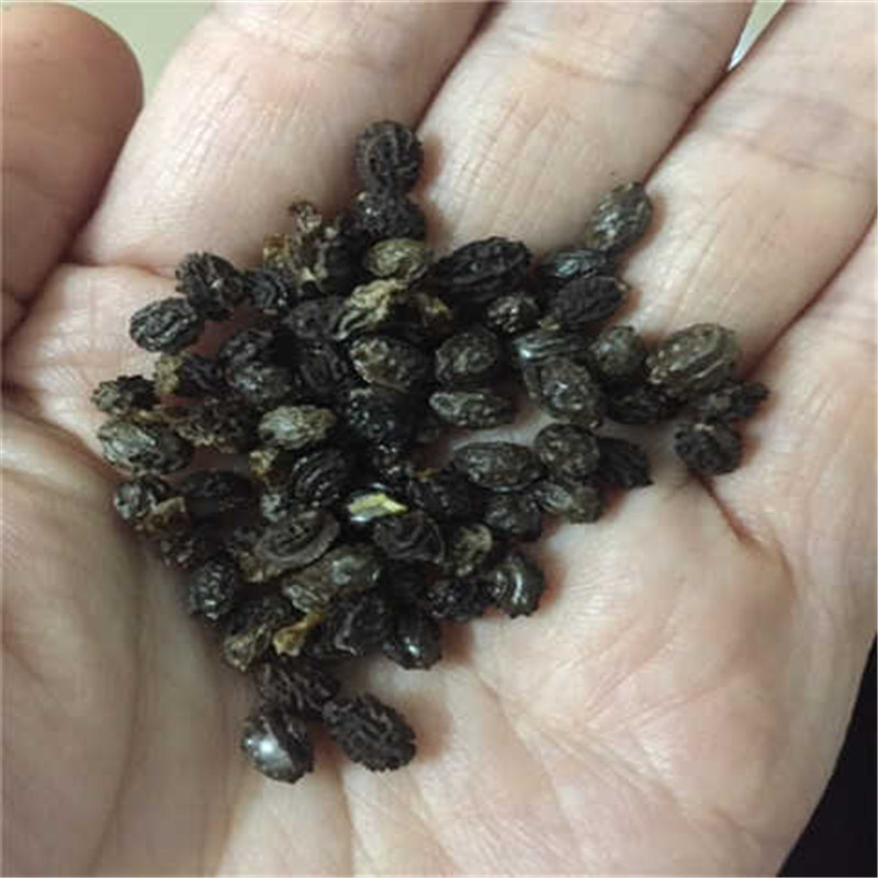 优良番木瓜种子海南红心木瓜籽营养丰富的庭院阳台果树种四季易种