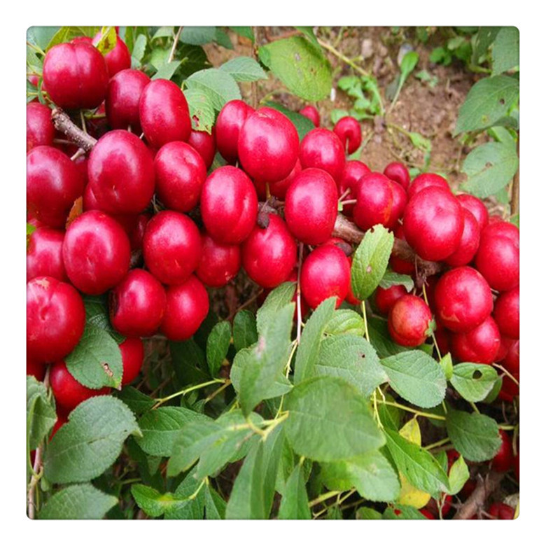 钙果苗农大钙果8号中华钙果9号钙果苗小苗新品种果树苗