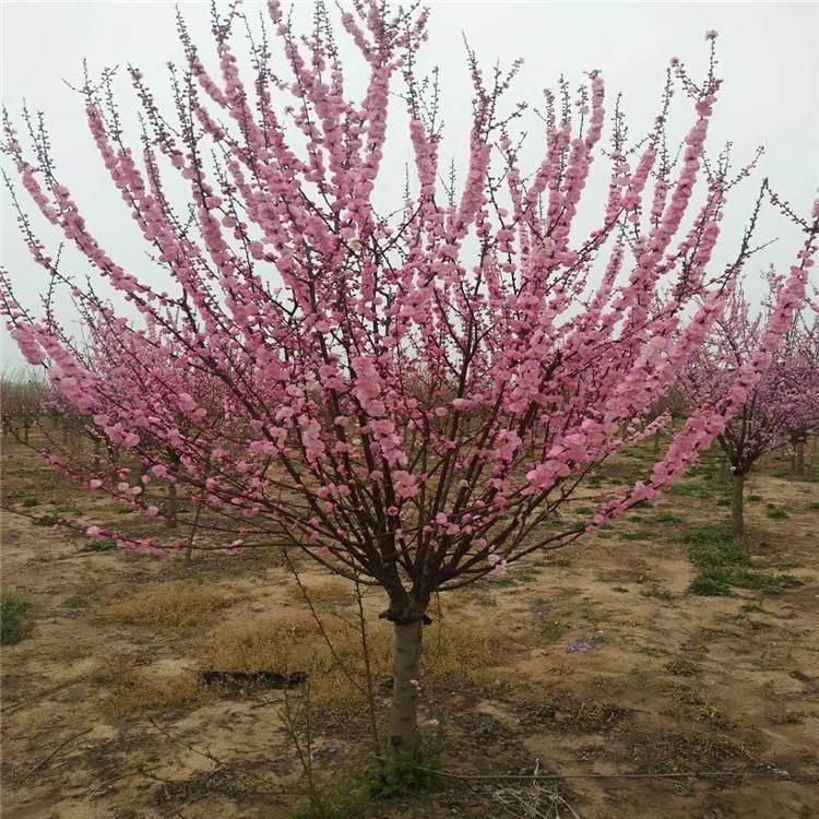 带土发货美人梅树苗小苗价格实惠美人梅规格及价格厂家直销