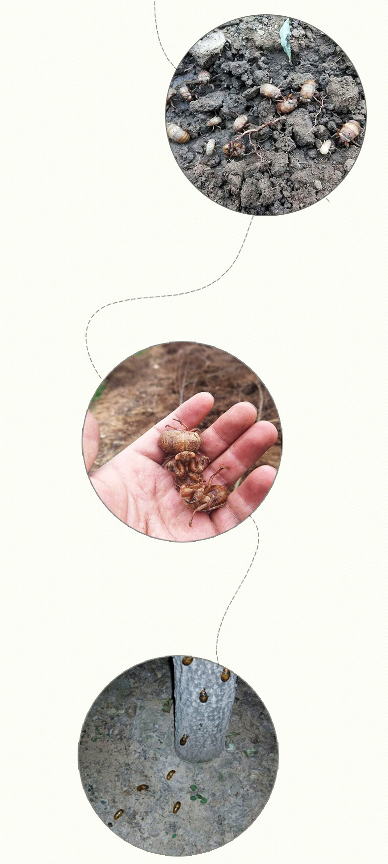 批发零售金蝉卵枝知了猴爬叉卵枝厂家供应金蝉养殖技术金蝉枝条