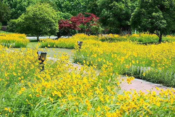 基地供应工程绿化用大花金鸡菊 宿根时令花卉地被花草 金鸡菊苗