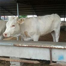 嘉旺 牛犊价格分析 热销优良 6个月黄牛