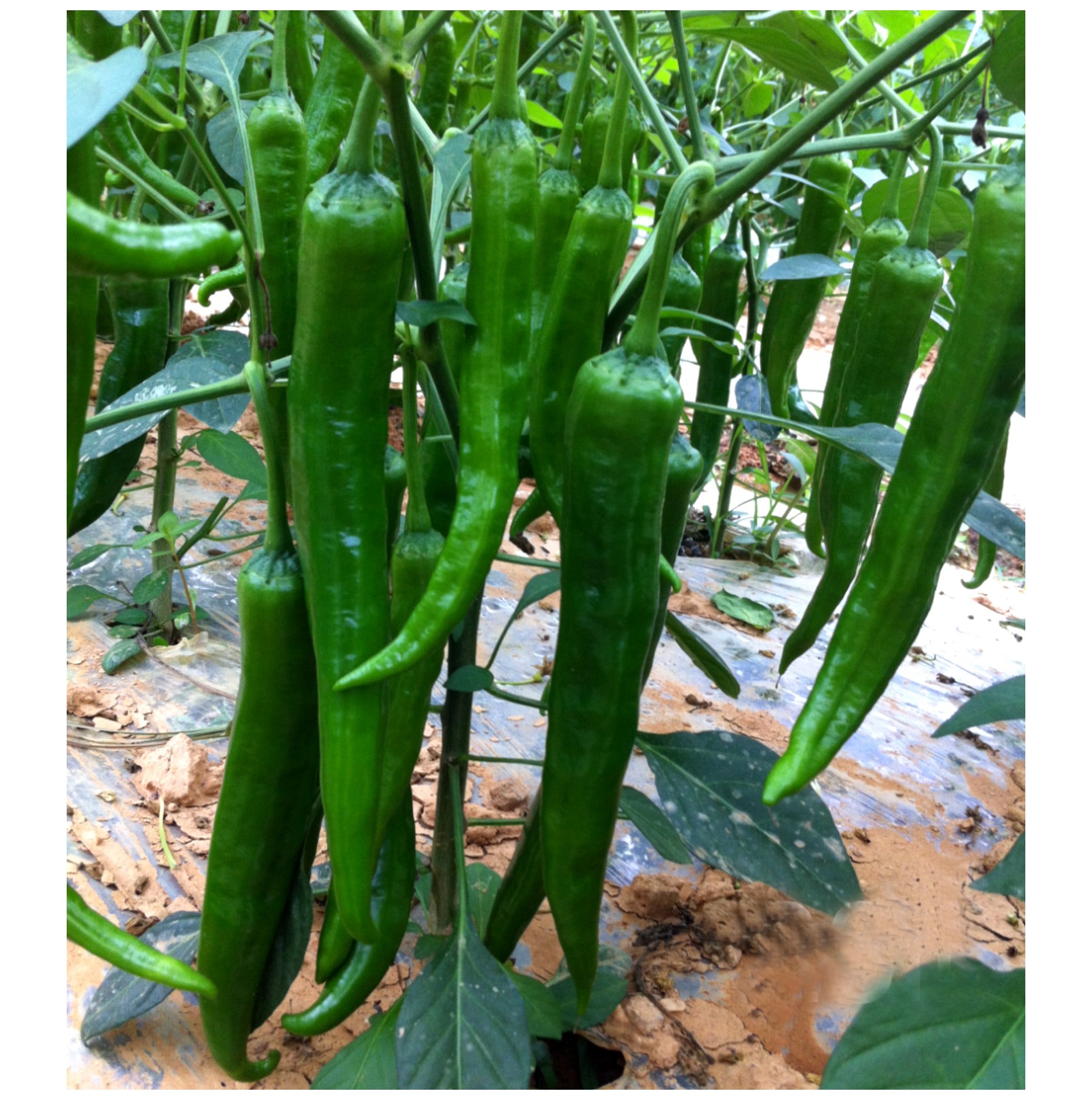 0成交152袋相似湖南特辣辣椒种子杭椒种籽线椒种孑盆栽魔鬼高产辣