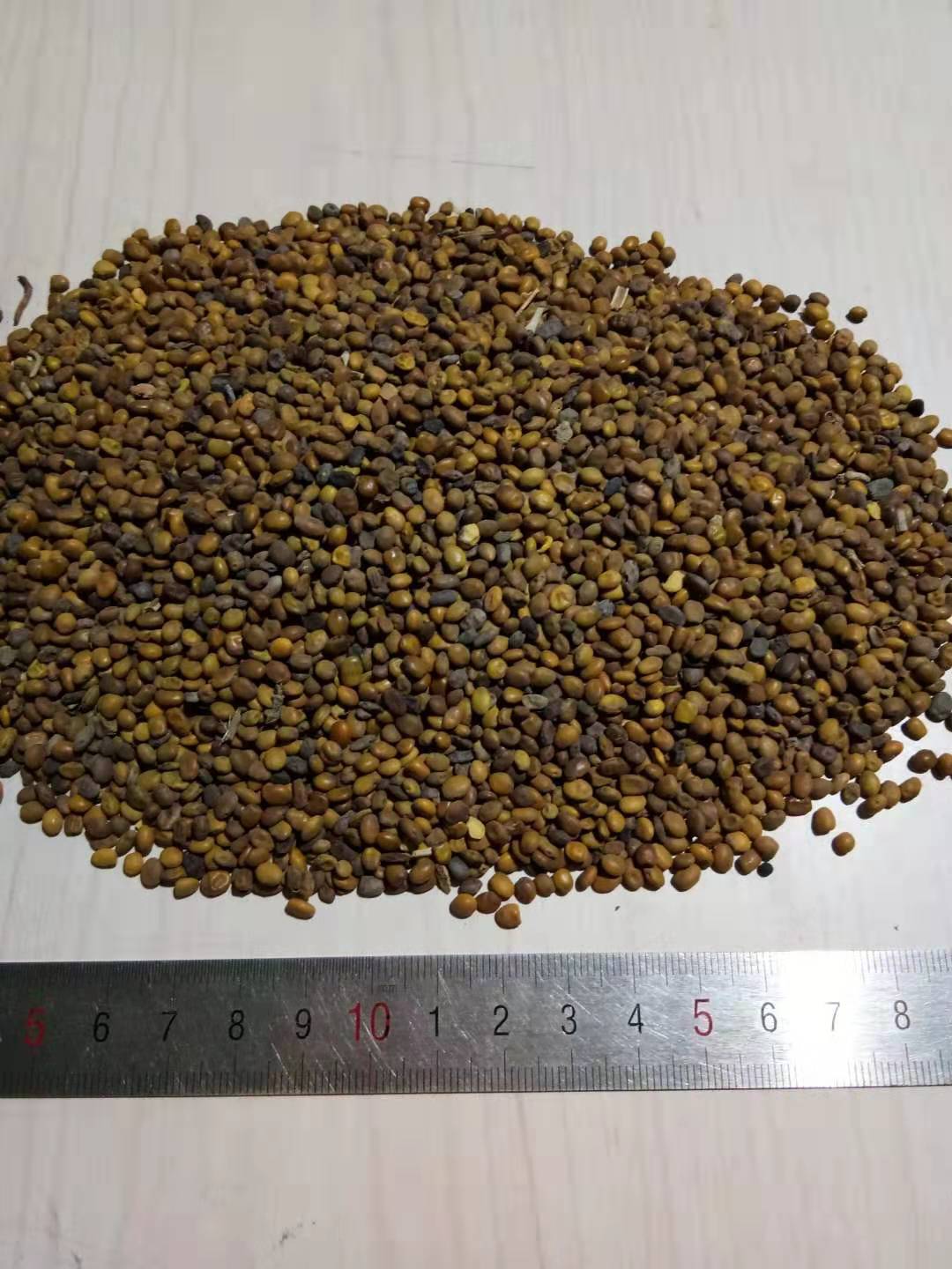 苦豆子 大货供应