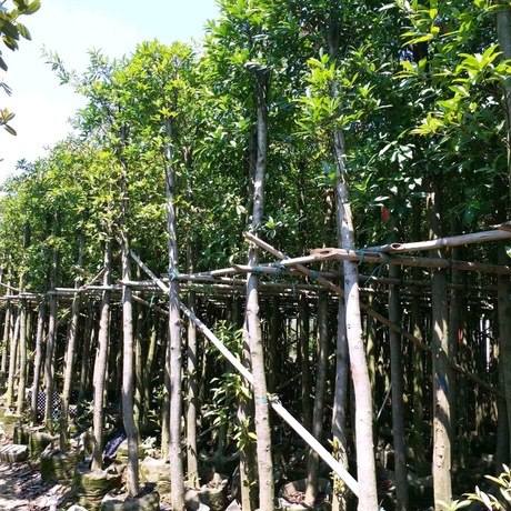 福建山杜英羊屎树8公分价格160元基地直销