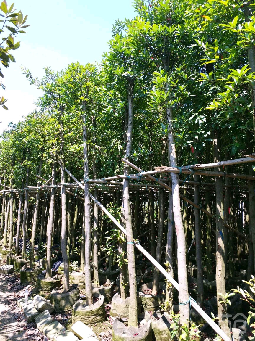 福建山杜英羊屎树8公分价格160元基地批发