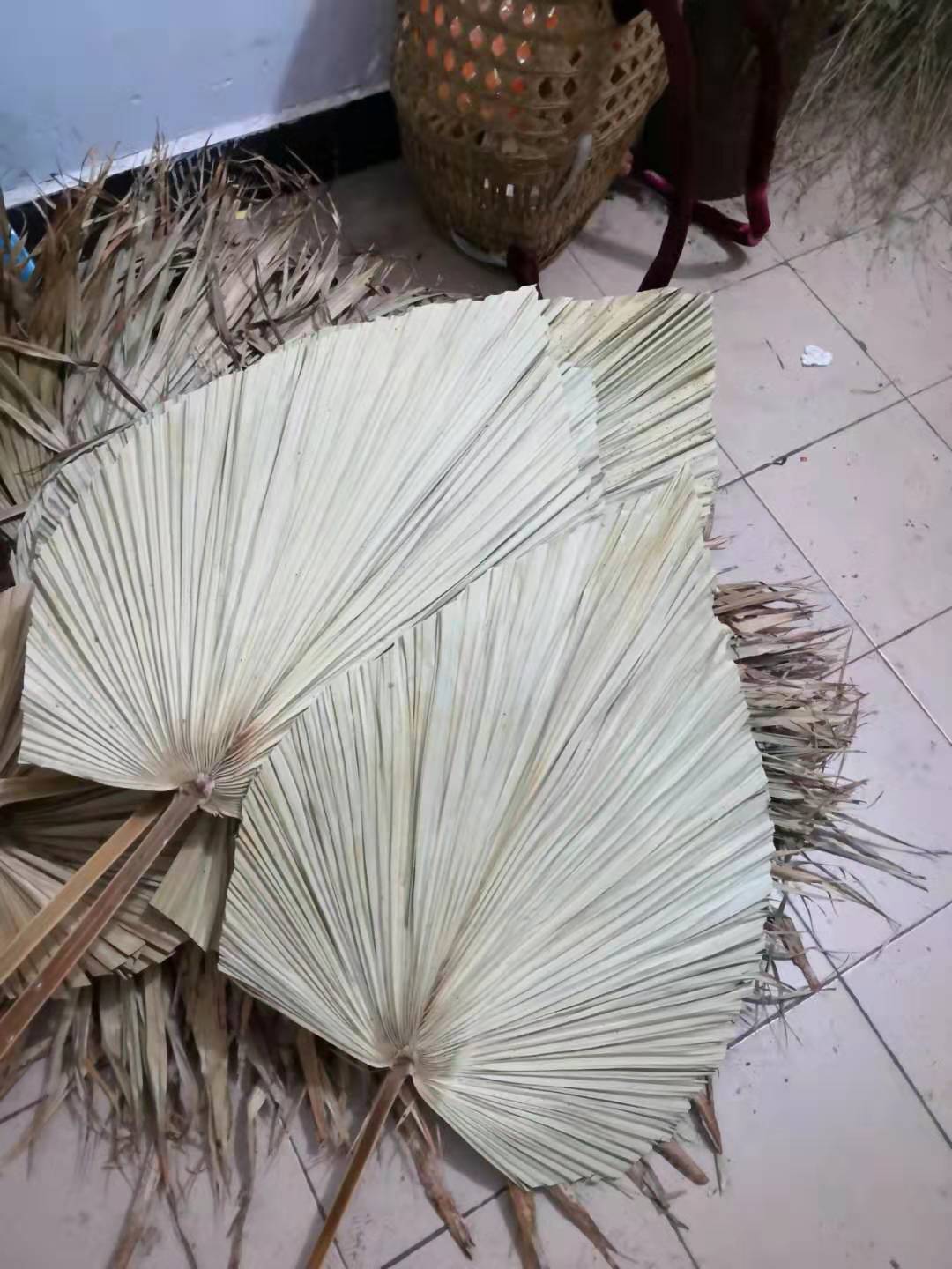 【修剪蒲扇叶】干花婚礼叶材修剪精品蒲扇叶棕榈叶花艺布置场景