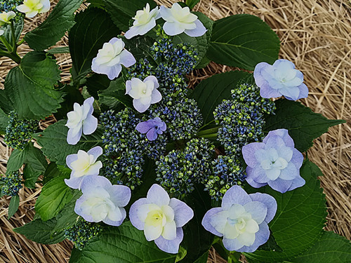 小町 魔幻绣球 带土发货 重瓣绣球 多年生耐荫