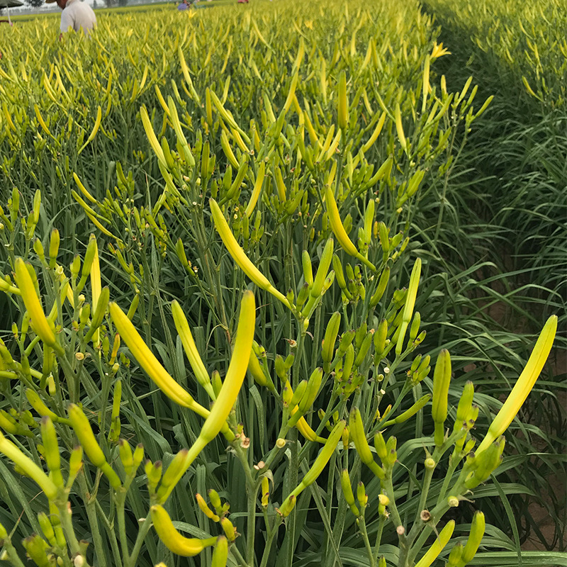 大荔黄花菜金针菜直条黄花菜自然晾晒产地批发散装黄花菜干货