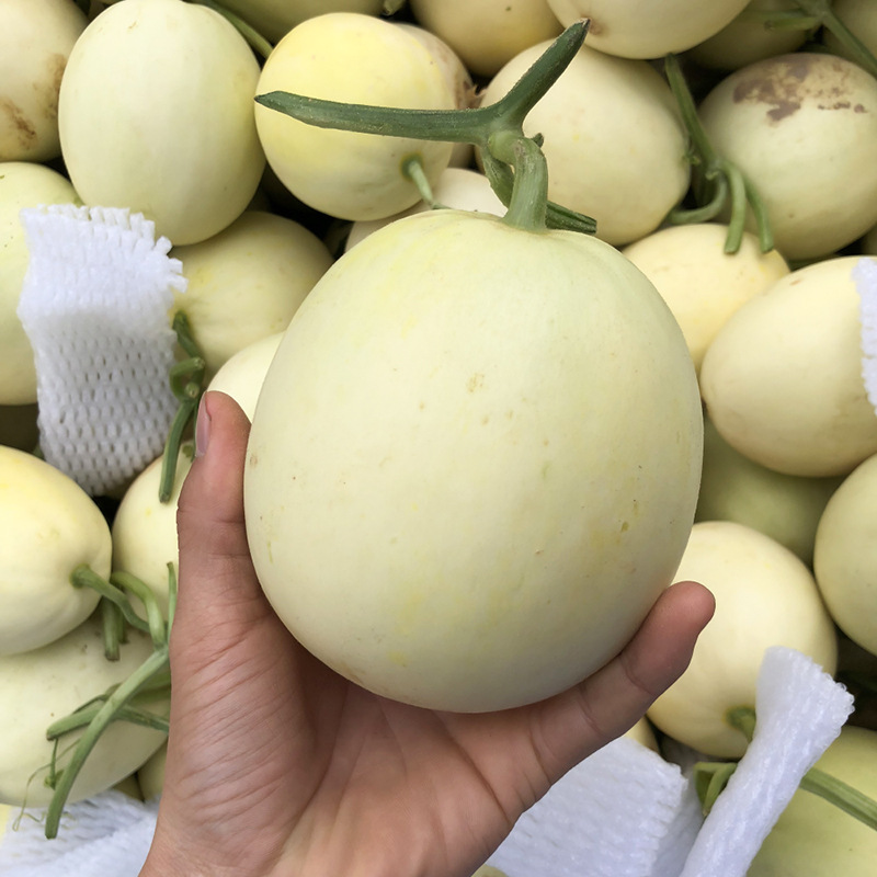 陕西阎良甜瓜5斤新鲜应当季时令水果脆甜白玉小瓜绿宝石香瓜代发