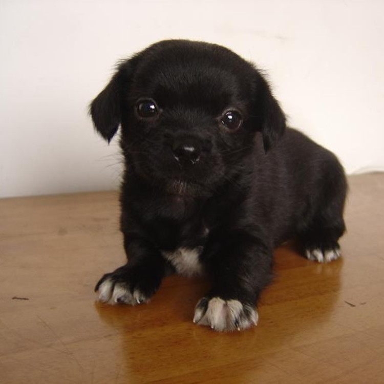 串狗活体小狗中华田园犬家养幼犬串串土狗狗狗活体宠物狗拉拉混血