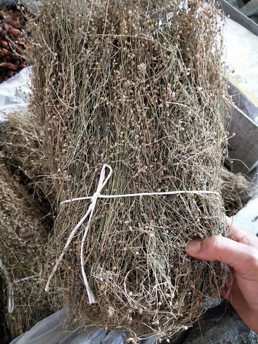 野生中药材四叶莲 田字草 四合莲