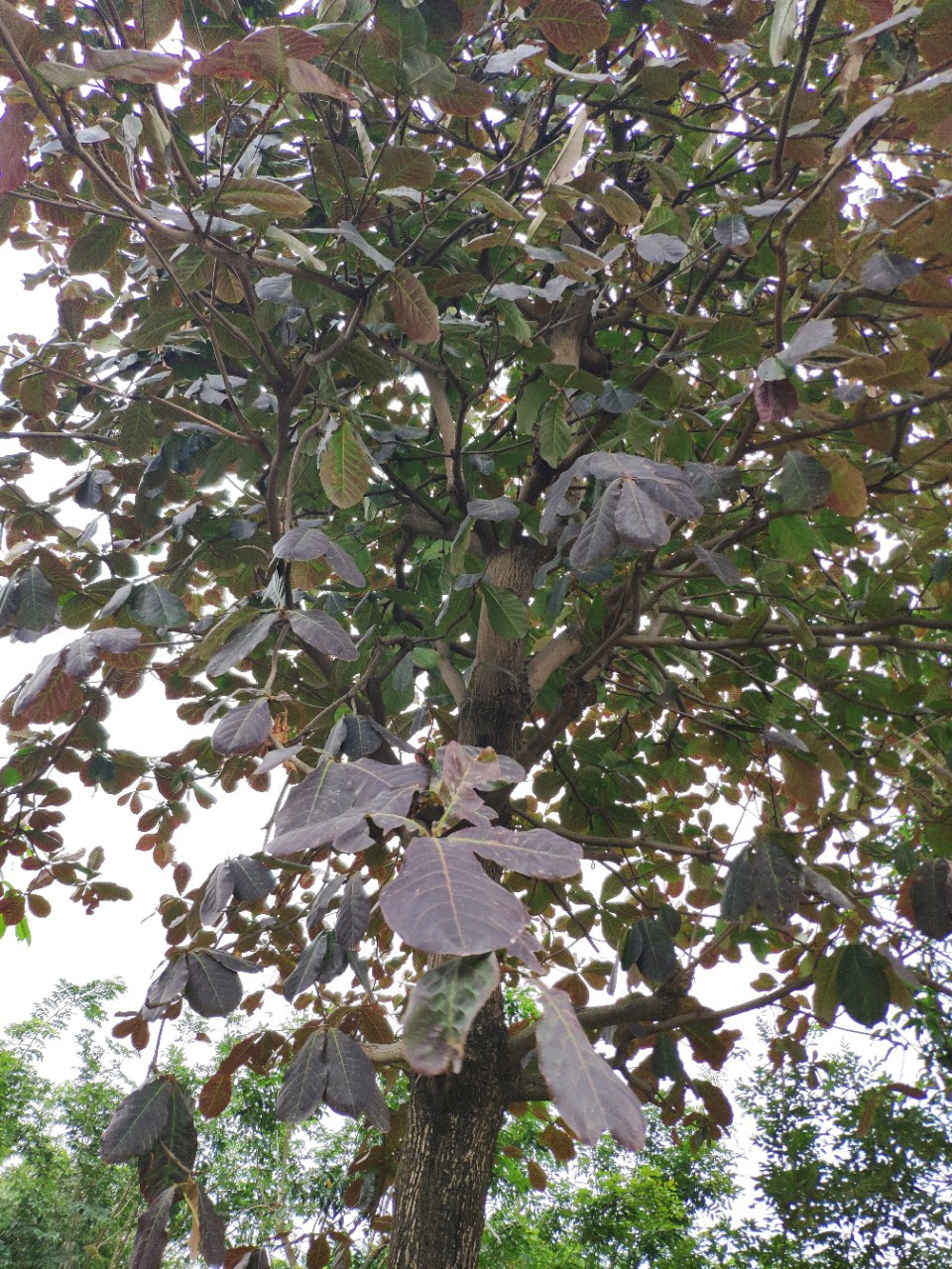 供应 全冠大叶榄仁 31cm 大树 法国枇杷 热带秋色叶乔木-阿里巴巴