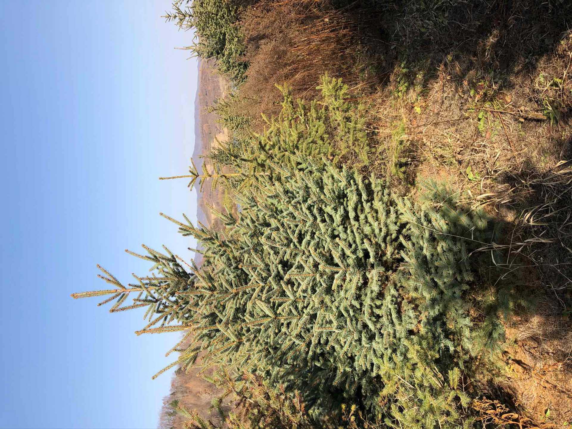 各种规格云杉造林绿化苗木,规格齐全.货源充足