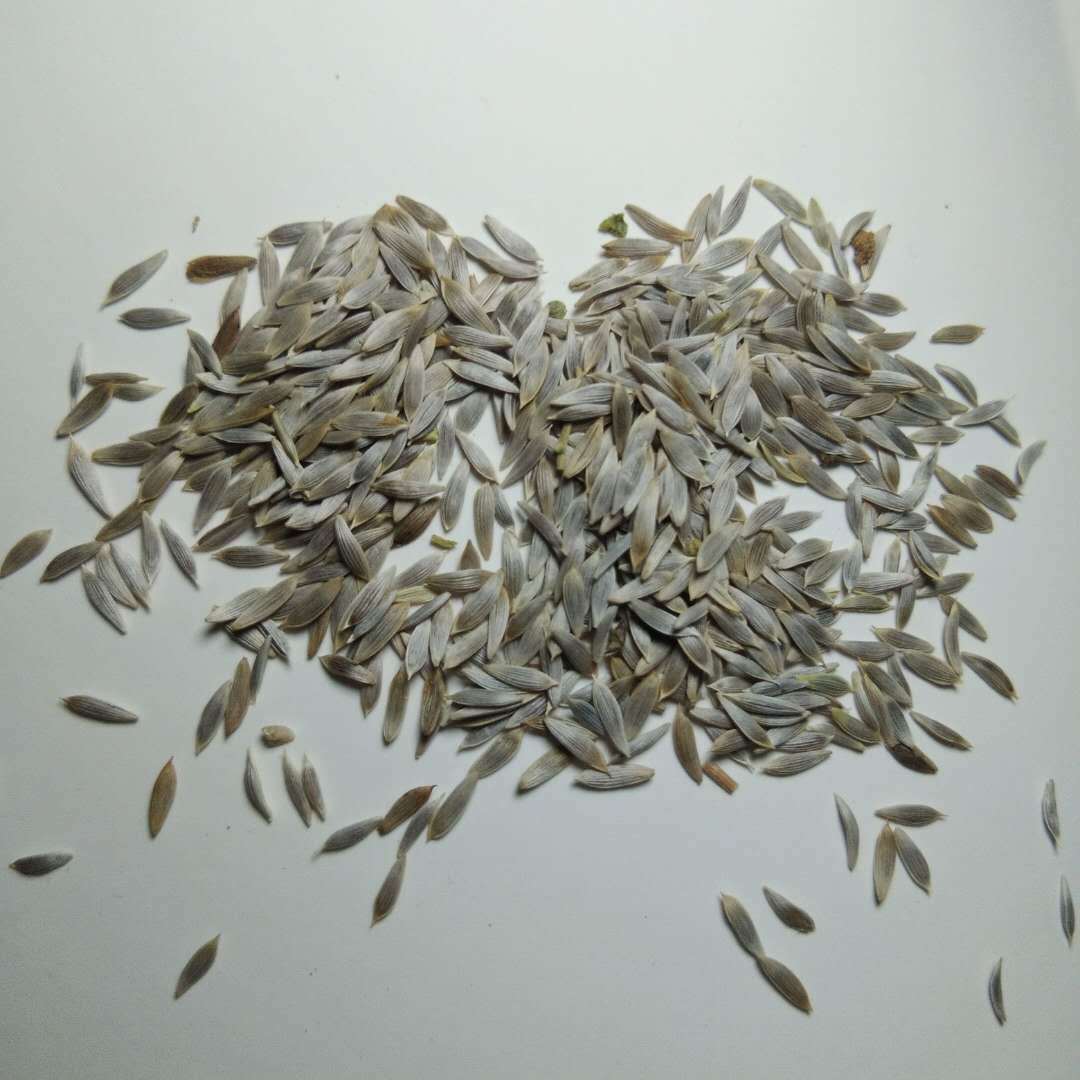 批发冷背奇中药材生菜子巨胜子生菜籽白苣胜子白巨胜莴苣籽生菜子